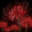 死人花's avatar
