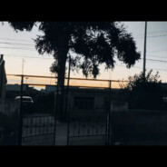 从此鲜花赠自己