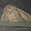 big moth