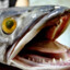 Fisk