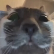 Stuart The Mad