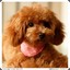 Teddy
