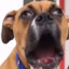 Doggy