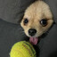 cachorrinha lambe bola