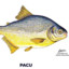 Pacu