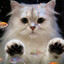Cat Kruassan