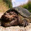 Alligator snappin turtle