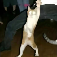 深情偏爱粤语歌