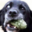 Xx_DogKiller_xX