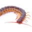 Snowy Centipede