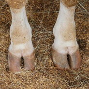 Billy's Feet