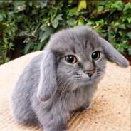 Котозайка