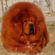 Hypertrophic Dog( ￣皿￣) ∩