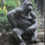 Goril bey