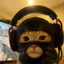 猫が好き