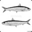 Sardine