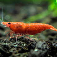 креветка T1000 проmax