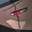 xyz skins.army