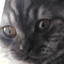 Totally not Oleg