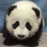 PANDAZ