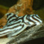 Hypancistrus Zebra