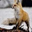 FantasticMrFox