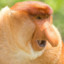 Proboscis Monkey