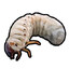 CATEPILLAR