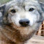 WOLP!!!!!!!!!!!!!!!
