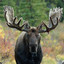 Moose