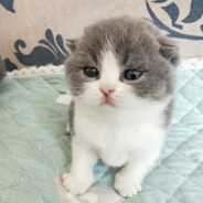 孩子菜，别骂了