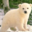 PolarBear