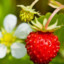 wild strawberry