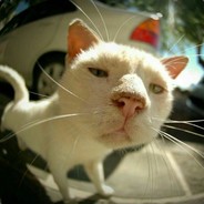 曾梦想仗剑走天涯