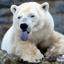 POLARBEARZ™ &lt;-_-&gt; . ¿ ✓