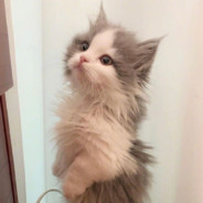 肯德基跑路炸鸡块