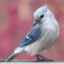 thebabybluejay