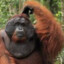 BOT OrangUtaN