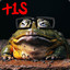 FrogG