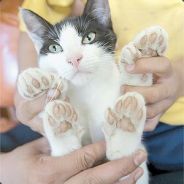 nerVino - steam id 76561197960302741