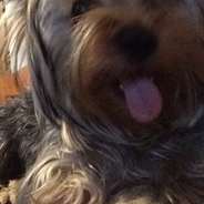 SuperHyperDiscoPanda