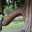 Timber