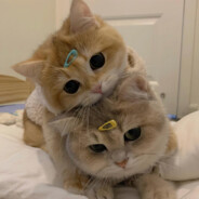 叫什么名字来着