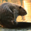 Polish Beaver