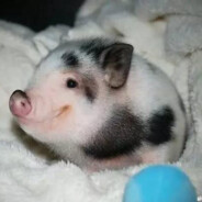 山泊云野牧冬马