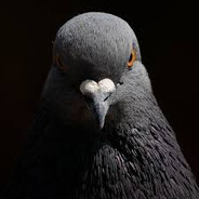 Pigeon - steam id 76561198874733777