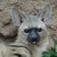 aardwolf