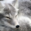 sad stoner fox