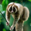 Pygmy Slow Loris