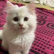 Amir
